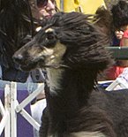 Arwen Head.jpg - 66 K